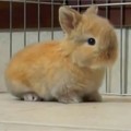 Baby Bunny 