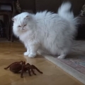Robot Spiders Are Just As Scary As The Real Deal