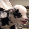 Thumb for Baby goat making the cutest noise