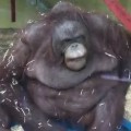 Fat Orangutan Takes a Spill