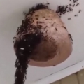 Ants Build Bridge to Attack Wasp Nest  