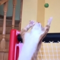 Goalkeeper cat has all the right moves