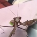 Praying Mantis Attacks Camera