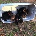 Puppies see grass for the first time