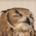 Sweet owl sneezes