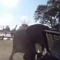 Elephant Attack Captured on GoPro