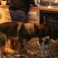German Shepherd Helps His Owners Clean