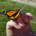 Woman repairs broken butterfly wing with feather