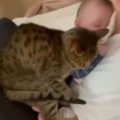 Cat tries to fit on mom’s lap with baby