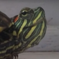 The unexpected sound of a turtle sneezing