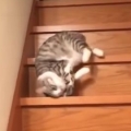 Lazy cat down the stairs