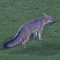 Fox crashes college football game