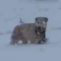 Adorable dog carries pup through deep snow