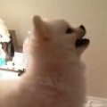 This Pomeranian Has The Funniest Sneeze Ever