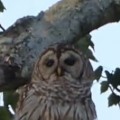 This Owl Doesn't Have A Hoot Left To Give