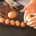 Unusually Large Chicken Egg