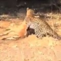  Leopard Stealth Attack On An Impala