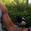 Thug Bird Steals A Joint