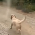 Dog stops tornado from forming