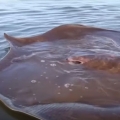Giant stingray rescued in Mekong River