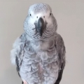 Hilarious parrot mimics sick owner’s sniffle