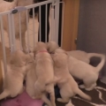 Experienced dog mother teaches her pups to calm down