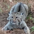 Two-faced bobcat
