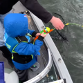 Little boy catches monster walleye