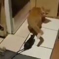 Just A Game Of Cat And Mouse