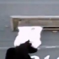 Cat Defends His Home From The Mail
