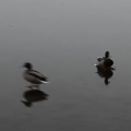 Graceful duck on ice