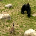 Goose vs. gorilla