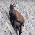 Goats climbing near-vertical dam