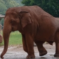 Touching Moment Elephant Get Prosthetic Leg For The First Time
