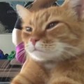  Arrogant Cat Ruins Yoga Video