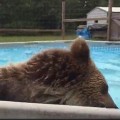 Bear Cools Off By Going For A Swim