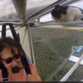 Kitty Surprise During Flight