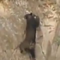 Bear Climbs Straight Up A Cliff