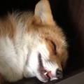 Fall in love with a snoring fox