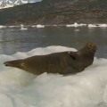 Seal Gets Spooked By A Passing Sailboat
