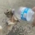 Squirrel asks boy for water