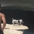 Dog dives off cliff