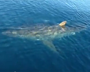 Great white shark circles fishing boat  in North Carolina