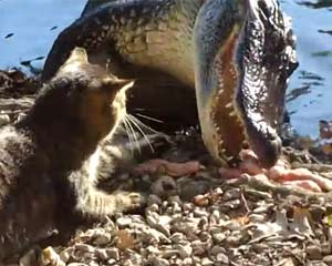 Cat vs. Alligator 