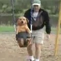 Dog Loves the Swing