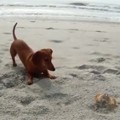 Dachshund Made Friends with a Crab 
