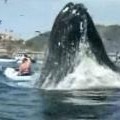 Humpback Whale Surprises Two Kyakers 