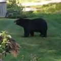 Lady Frightens Off Bear 