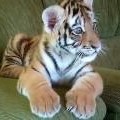 Cute Tiger Cub Baby 