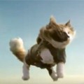 Skydiving Cats 